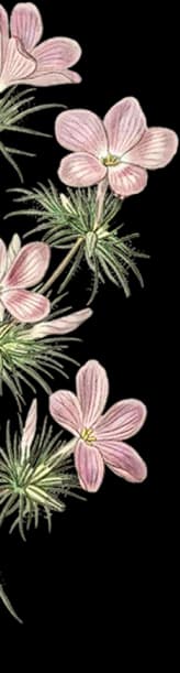flower-1