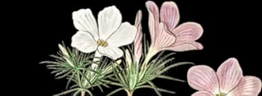 flower-2