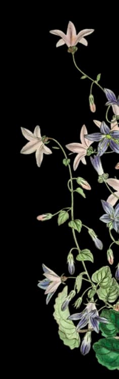 flower-3
