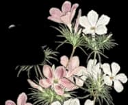 flower-4