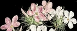 flower-5
