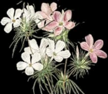 flower-6