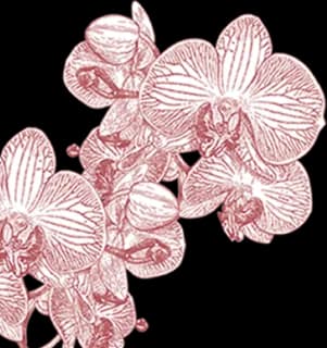 orchid-1