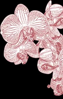 orchid-2