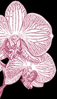 orchid-3